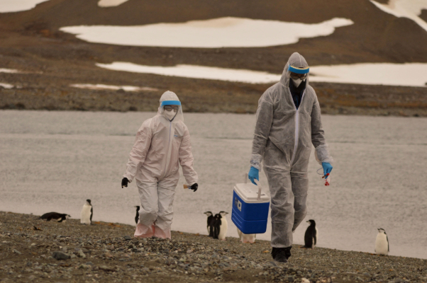  Did Arctic Penguins Die of Bird Flu? Scientists Investigate