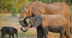 Botswana, Germany Deal With The Elephants In The Room