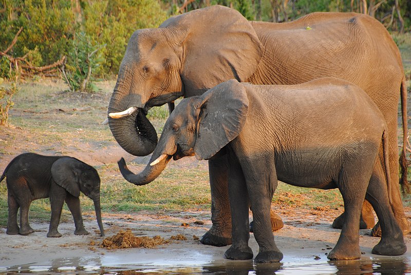 Botswana elephants row with Germany