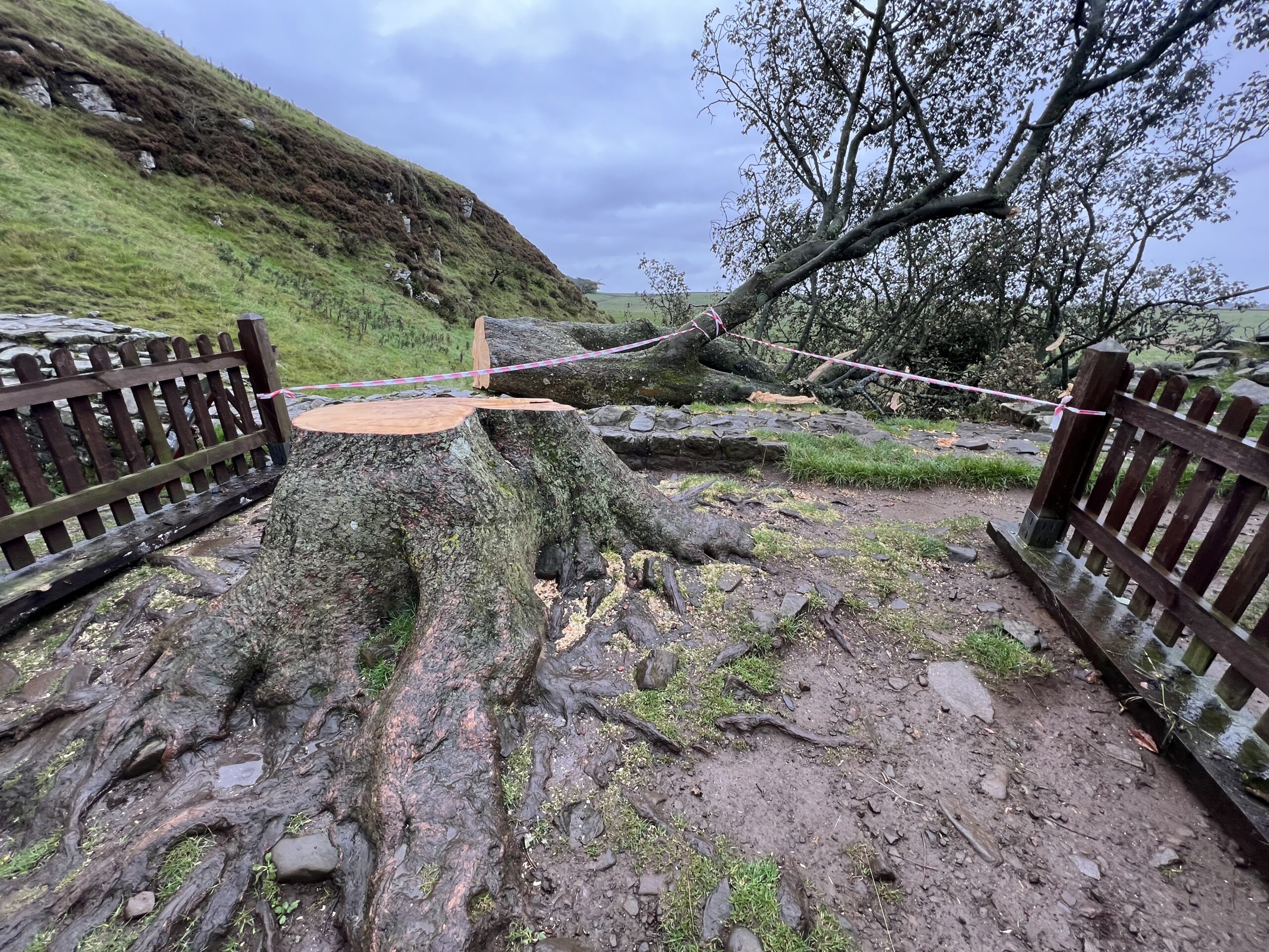 UK Sycamore Gap Tree Mystery: Two Men Charged With Vandalism