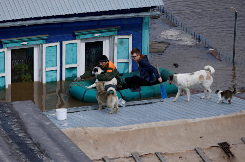  Russia Floods: ‘We’re Like Noah’s Ark’ Says Animal Shelter In Submerged City