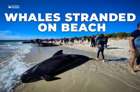 Desperate Attempt To Rescue 140 Stranded Whales In Australia