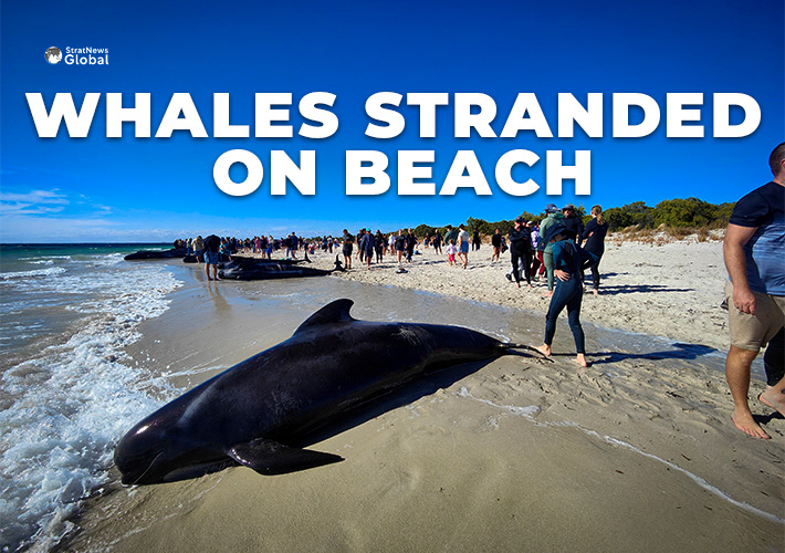  Desperate Attempt To Rescue 140 Stranded Whales In Australia