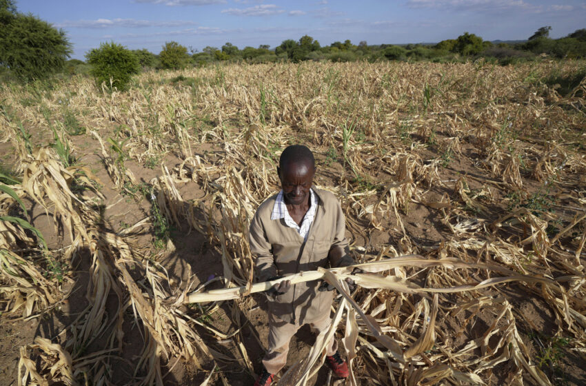  Zimbabwe Declares El Nino-induced Drought National Disaster
