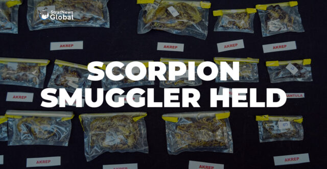 Turkey scorpion smuggler