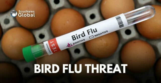 Bird flu threat