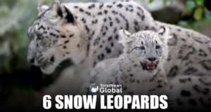 As 2025 Unfolds, Watch Out For These Six ‘Snow Leopards’