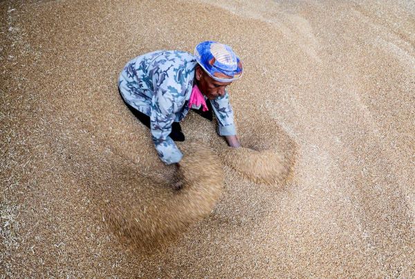 Egypt Egypt wheat