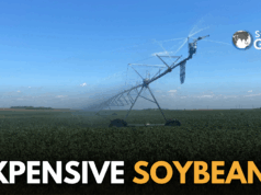 China Buys Expensive U.S. Soybeans After Trump Deal China soybeans US