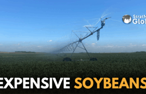 China Buys Expensive U.S. Soybeans After Trump Deal China soybeans US