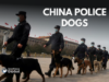 Beijing Urges Police to Adopt Kunming Dog Over Foreign Breeds China