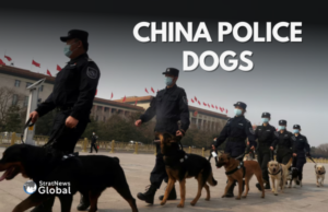 Beijing Urges Police to Adopt Kunming Dog Over Foreign Breeds China