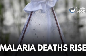 Malaria Deaths Rise Globally In 2024: WHO Report malaria deaths