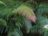 Fern Quietly Grows Its Own Rare Earths Plants rare earth fern, critical minerals