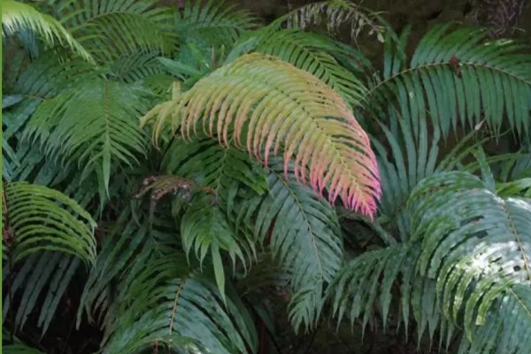 plant rare earths critical minerals Plants rare earth fern, critical minerals