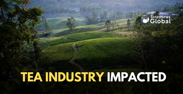 Strat News Global (3) Sri lanka tea