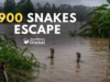 900 Snakes Escape After Floods Destroy Chinese Snake Farm China
