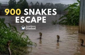 900 Snakes Escape After Floods Destroy Chinese Snake Farm China