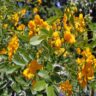 Trump tariffs, senna plant, Sennosides, US pharma tariffs India