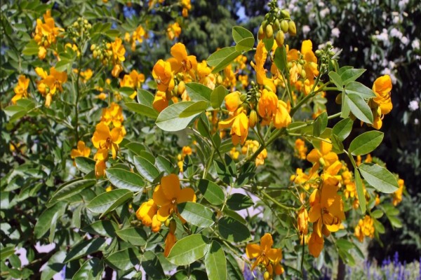 senna plant, Sennosides, US pharma tariffs India Trump tariffs, senna plant, Sennosides, US pharma tariffs India