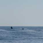 Support teams work around a SpaceX Dragon spacecraft shortly after it landed with NASA astronauts Nick Hague, Suni Williams, Butch Wilmore, and Roscosmos cosmonaut Aleksandr Gorbunov aboard in the water off the coast of Tallahassee, Florida, Tuesday, March 18, 2025. NASA/Keegan Barber Handout via REUTERS