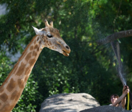 A caretaker sprays water on a giraffe at the Paris Zoological Park in the Bois de Vincennes in the east of Paris, as a heatwave hits much of the country, France, June 24, 2026. REUTERS/Gonzalo Fuentes
