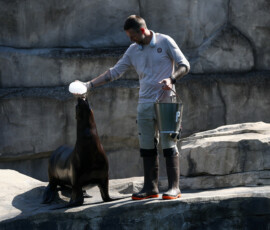 A caretaker passes ice down to a sea lion at the Paris Zoological Park in the Bois de Vincennes in the east of Paris, as a heatwave hits much of the country, France, June 24, 2026. REUTERS/Gonzalo Fuentes