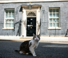Larry the cat sits outside No. 10 Downing Street after British Prime Minister Keir Starmer delivered a statement before resigning and transferring power to new Labour Party leader Andy Burnham, in London, Britain, July 20, 2026. REUTERS/Isabel Infantes